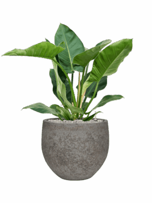 Philodendron Imperial Green In Cement & Stone D 24 H 90 cm - PlantenShop24 - 01-09-2025