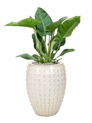 Philodendron Imperial Green In Laos D 24 H 107 cm - PlantenShop24 - 01-09-2025