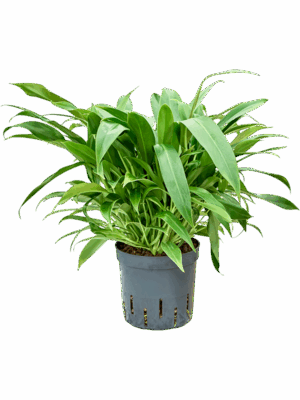 Philodendron Little Phil D 13 H 35 cm - PlantenShop24 - 01-09-2025