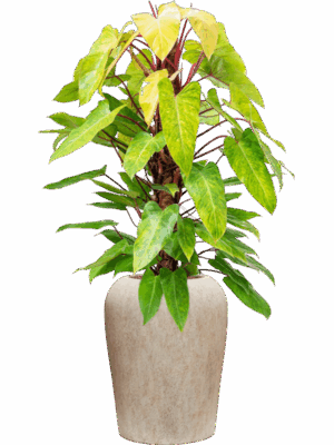 Philodendron Painted Lady In Mineral D 22 H 132 cm - PlantenShop24 - 08-09-2025