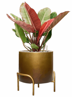 Philodendron Prince Of Orange In Baq Gradient Elevated D 27 H 90 cm - PlantenShop24 - 13-09-2025
