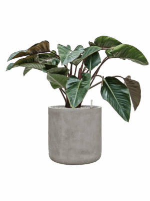 Philodendron Red Beauty In Antwerp D 27 H 93 cm - PlantenShop24 - 08-09-2025