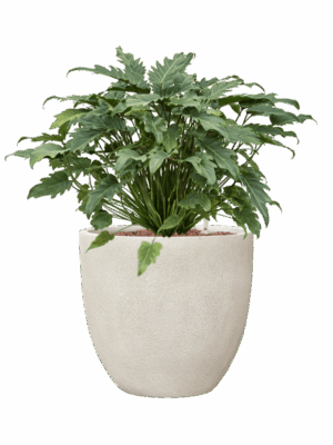 Philodendron Xanadu In Antwerp D 28 H 73 cm - PlantenShop24 - 05-09-2025