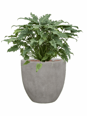 Philodendron Xanadu In Antwerp D 28 H 73 cm - PlantenShop24 - 05-09-2025