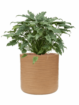 Philodendron Xanadu In Baq Dune D 28 H 74 cm - PlantenShop24 - 05-09-2025