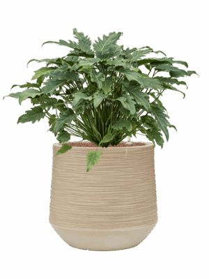 Philodendron Xanadu In Baq Dune D 28 H 74 cm - PlantenShop24 - 05-09-2025