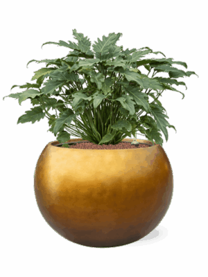 Philodendron Xanadu In Baq Metallic Silver Leaf D 28 H 73 cm - PlantenShop24 - 05-09-2025
