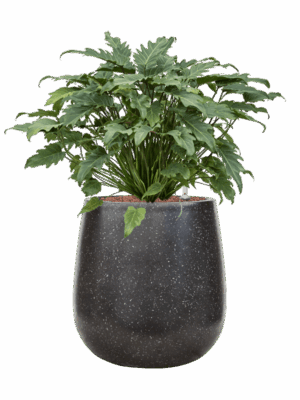 Philodendron Xanadu In Baq Terrazzo D 28 H 78 cm - PlantenShop24 - 05-09-2025