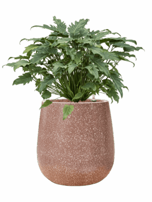 Philodendron Xanadu In Baq Terrazzo D 28 H 78 cm - PlantenShop24 - 05-09-2025
