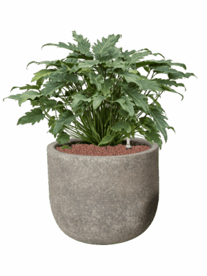 Philodendron Xanadu In Cement & Stone D 28 H 72 cm - PlantenShop24 - 05-09-2025