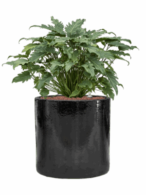 Philodendron Xanadu In Cylinder D 28 H 77 cm - PlantenShop24 - 05-09-2025