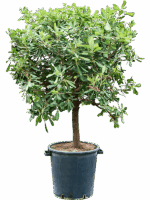 Pittosporum Tobira Nanum D 40 H 150 cm - PlantenShop24 - 17-09-2025