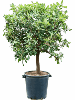 Pittosporum Tobira Nanum D 40 H 150 cm - PlantenShop24 - 17-09-2025