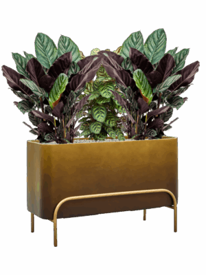 Plantenverrassing In Baq Gradient Elevated D 24 H 100 cm - PlantenShop24 - 01-09-2025