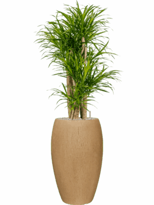 Pleomele Dracaena Anita Variegata In Baq Raindrop D 27 H 140 cm - PlantenShop24 - 04-09-2025