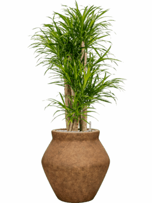 Pleomele Dracaena Anita Variegata In Mineral D 27 H 126 cm - PlantenShop24 - 04-09-2025