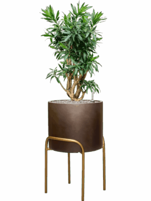 Pleomele Dracaena Reflexa In Baq Gradient Elevated D 30 H 123 cm - PlantenShop24 - 11-09-2025