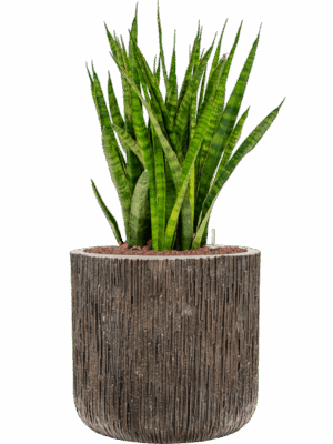 Sansevieria Kirkii In Baq Luxe Lite Universe Waterfall D 18 H 84 cm - PlantenShop24 - 01-09-2025