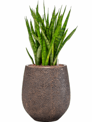 Sansevieria Kirkii In Baq Opus Hit D 18 H 88 cm - PlantenShop24 - 01-09-2025