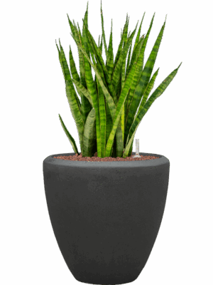 Sansevieria Kirkii In Baq Polystone Plain D 18 H 86 cm - PlantenShop24 - 01-09-2025