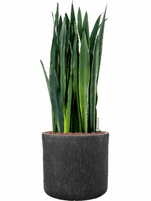 Sansevieria Trifasciata Black Tiger In Baq Raindrop D 28 H 91 cm - PlantenShop24 - 11-09-2025