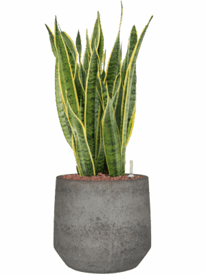 Sansevieria Trifasciata Laurentii In Cement & Stone D 22 H 76 cm - PlantenShop24 - 16-09-2025