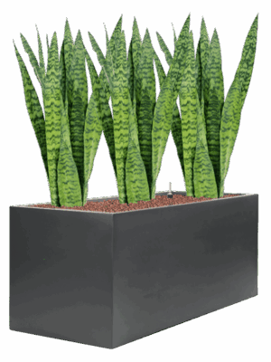 Sansevieria Zeylanica In Stretto D 15 H 88 cm - PlantenShop24 - 09-09-2025