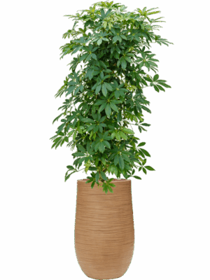 Schefflera Arboricola Compacta In Baq Dune D 25 H 152 cm - PlantenShop24 - 18-09-2025