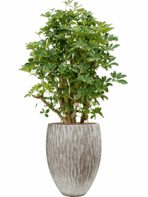Schefflera Arboricola Gold Capella In Wave D 28 H 163 cm - PlantenShop24 - 11-09-2025