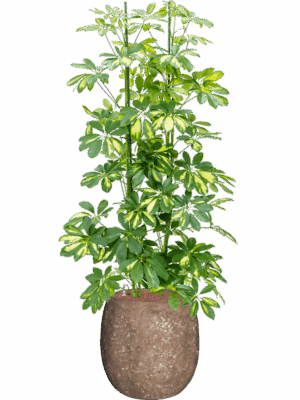Schefflera Gold Capella In Baq Polystone Coated Plain D 22 H 150 cm - PlantenShop24 - 12-09-2025