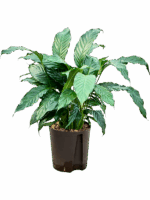 Spathiphyllum Hybriden D 18 H 50 cm - PlantenShop24 - 16-09-2025