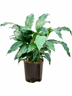 Spathiphyllum Hybriden D 18 H 50 cm - PlantenShop24 - 16-09-2025
