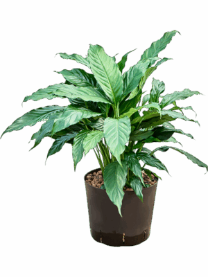 Spathiphyllum Hybriden D 22 H 55 cm - PlantenShop24 - 16-09-2025