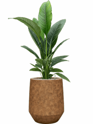 Spathiphyllum Sensation In Mineral D 24 H 163 cm - PlantenShop24 - 09-09-2025