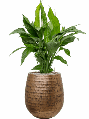 Spathiphyllum Sweet Lauretta In Baq Opus Hammered D 24 H 106 cm - PlantenShop24 - 11-09-2025