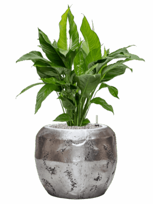 Spathiphyllum Sweet Lauretta In Baq Opus Raw D 24 H 103 cm - PlantenShop24 - 15-09-2025
