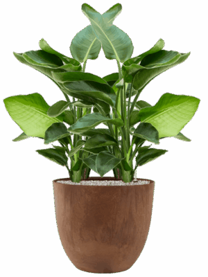 Strelitzia Nicolai In Artstone D 20 H 106 cm - PlantenShop24 - 05-09-2025