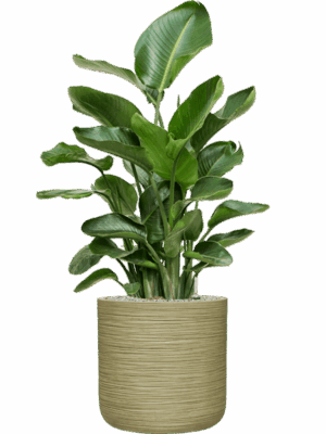 Strelitzia Nicolai In Baq Dune D 26 H 115 cm - PlantenShop24 - 10-09-2025