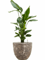 Strelitzia Nicolai In Baq Lava D 26 H 112 cm - PlantenShop24 - 10-09-2025