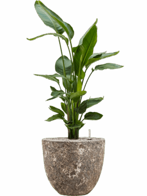 Strelitzia Nicolai In Baq Lava D 26 H 112 cm - PlantenShop24 - 10-09-2025