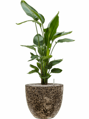 Strelitzia Nicolai In Baq Lava D 26 H 112 cm - PlantenShop24 - 10-09-2025