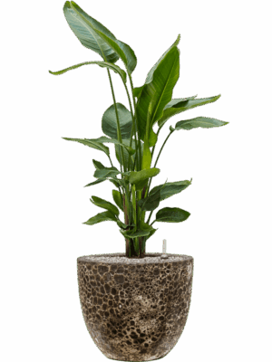 Strelitzia Nicolai In Baq Lava D 26 H 112 cm - PlantenShop24 - 10-09-2025
