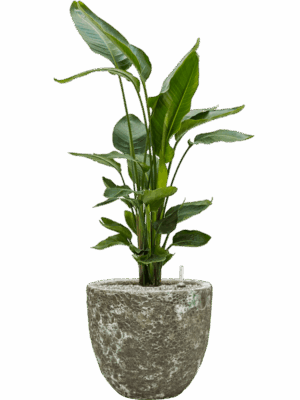 Strelitzia Nicolai In Baq Lava D 26 H 112 cm - PlantenShop24 - 10-09-2025