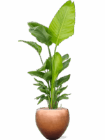 Strelitzia Nicolai  In Baq Metallic Silver Leaf D 30 H 193 cm - PlantenShop24 - 15-09-2025