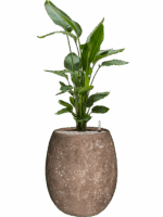 Strelitzia Nicolai In Baq Polystone Coated Plain D 26 H 132 cm - PlantenShop24 - 10-09-2025