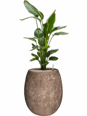 Strelitzia Nicolai In Baq Polystone Coated Plain D 26 H 132 cm - PlantenShop24 - 10-09-2025
