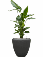 Strelitzia Nicolai In Baq Polystone Plain D 26 H 118 cm - PlantenShop24 - 10-09-2025