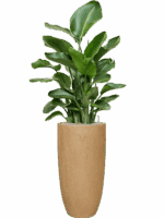 Strelitzia Nicolai In Baq Raindrop D 26 H 140 cm - PlantenShop24 - 10-09-2025