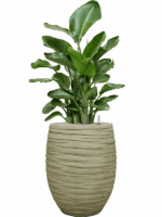 Strelitzia Nicolai In Baq Tornado D 26 H 139 cm - PlantenShop24 - 10-09-2025