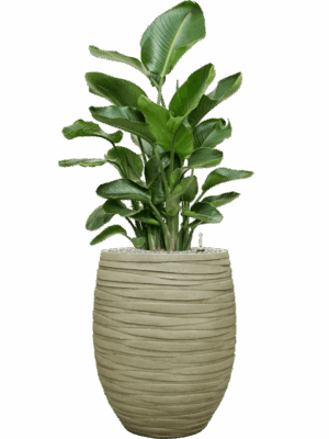 Strelitzia Nicolai In Baq Tornado D 26 H 139 cm - PlantenShop24 - 10-09-2025